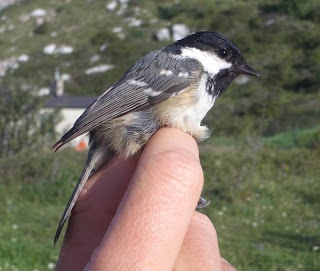 Coal Tit, Sundre 20070819